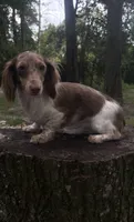 Hazel litter due this summer!, a  Miniature Dachshund for sale in The Villages, FL – 2 of 6