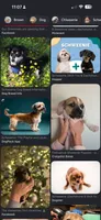 Bindi cream girl, a female Shih Tzu and Miniature Dachshund for sale in The Villages, FL – 3 of 5