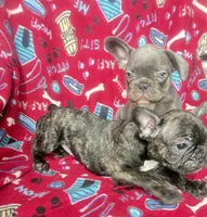 Gemma  $1350 lilac & tan, a female French Bulldog for sale in The Villages, FL – 5 of 6