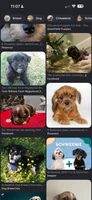 Betty light golden , a female Shih Tzu and Miniature Dachshund for sale in The Villages, FL – 5 of 5