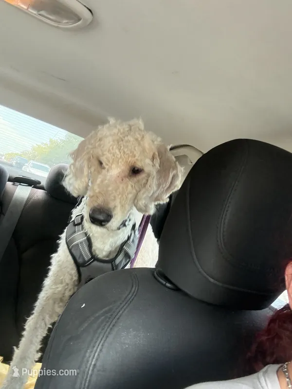 Frank the poodle – Poodle - Standard  puppy for sale in The Villages, FL