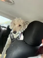 Frank the poodle, a male Poodle - Standard  for sale in The Villages, FL – 1 of 4