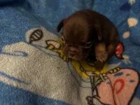 Henry the the chocolate and tan, a male French Bulldog for sale in The Villages, FL – 3 of 9