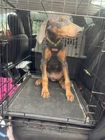 REX 850 OBO, a female Doberman Pinscher for sale in The Villages, FL – 3 of 3