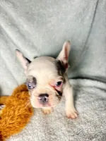 GHOST $1200, a male French Bulldog for sale in The Villages, FL – 3 of 8