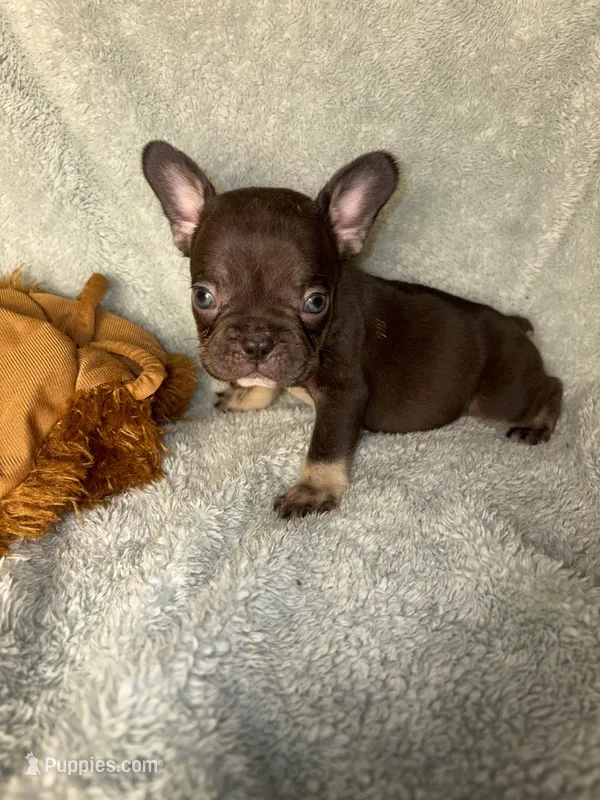 Henry the the chocolate and tan $1400 – French Bulldog puppy for sale in The Villages, FL