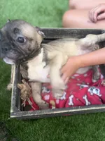 Fiona Frenchie, a female French Bulldog for sale in Ocala, FL – 3 of 6