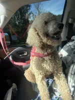 Jewel, a female Poodle - Standard  for sale in Ocala, FL – Photo 2 of 2