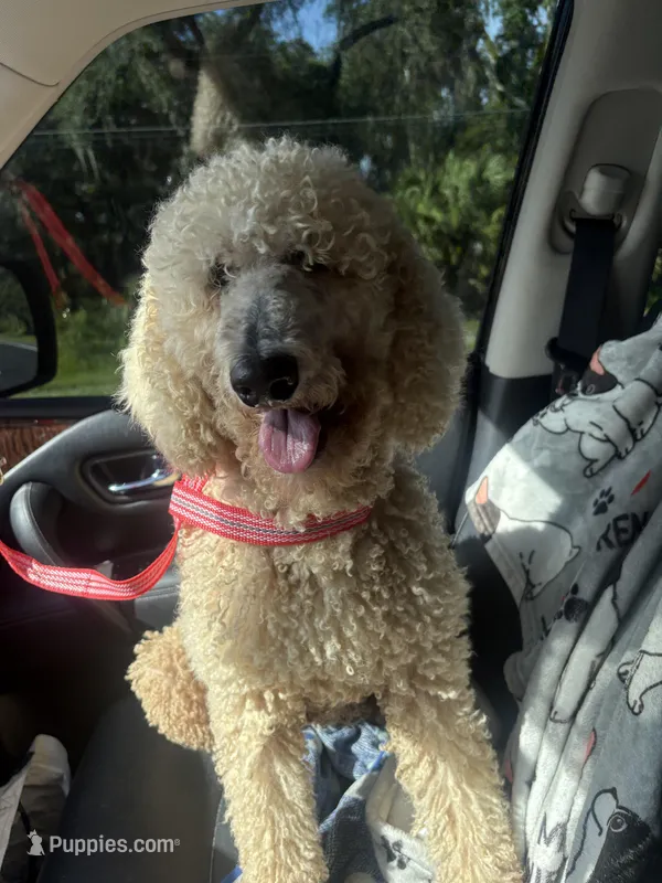 Jewel, a female Poodle - Standard  for sale in Ocala, FL – Photo 1 of 2