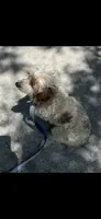 Bunny's litter due soon, a  Doxiepoo for sale in The Villages, FL – 6 of 9