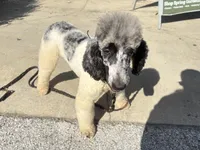 Jasmine Merle parti $1100, a female Poodle - Multi-Colored Standard and Pyredoodle for sale in The Villages, FL – 6 of 8