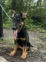 Gemma 950 OBO, a female German Shepherd Dog for sale in The Villages, FL – 2 of 6