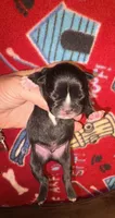 BRUCE brindle boy, a male French Bulldog for sale in The Villages, FL – 2 of 6