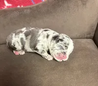 Harley the chocolate Merle, a male French Bulldog for sale in The Villages, FL – 2 of 10