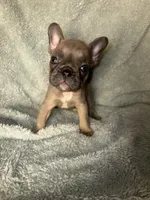 Baby blue fawn $1500, a male French Bulldog for sale in The Villages, FL – 3 of 5