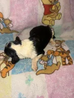 Jada black & white $1200, a female Old English Sheepdog and Poodle - Multi-Colored Standard for sale in The Villages, FL – 2 of 3