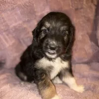 Lucian, a male German Shepherd Dog and Great Pyrenees for sale in Ocala, FL – Photo 1 of 2