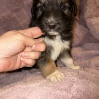 Lucian, a male German Shepherd Dog and Great Pyrenees for sale in Ocala, FL – Photo 2 of 2