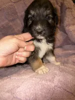 Lucian, a male German Shepherd Dog and Great Pyrenees for sale in Ocala, FL – Photo 2 of 2