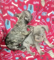 Gemma  $1350 lilac & tan, a female French Bulldog for sale in The Villages, FL – 6 of 6