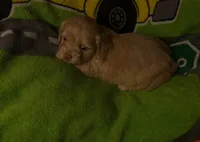 Betty light golden , a female Shih Tzu and Miniature Dachshund for sale in The Villages, FL – 7 of 7