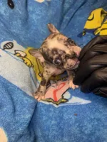 Harley Merle harlequin  chocolate , a female French Bulldog for sale in The Villages, FL – 2 of 9