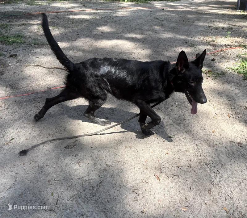 Storm -AKC – German Shepherd Dog puppy for sale in The Villages, FL