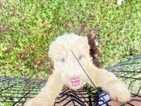 BIG MAN gold&white parti 550 BLUE EYE, a male Poodle - Multi-Colored Standard and Pyredoodle for sale in The Villages, FL – 2 of 10