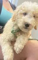 BOSS  gold and white parti $420 one BLUE EYE, a male Poodle - Multi-Colored Standard and Pyredoodle for sale in The Villages, FL – 3 of 8