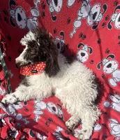 Izzy, a female Poodle for sale in Ocala, FL – Photo 6 of 7