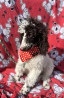 Izzy, a female Poodle for sale in Ocala, FL – Photo 3 of 7