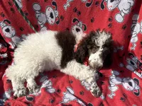 Izzy, a female Poodle for sale in Ocala, FL – Photo 7 of 7