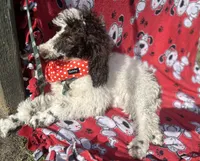 Izzy, a female Poodle for sale in Ocala, FL – Photo 4 of 7
