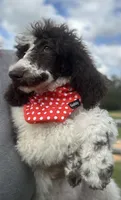 Izzy, a female Poodle for sale in Ocala, FL – Photo 1 of 7