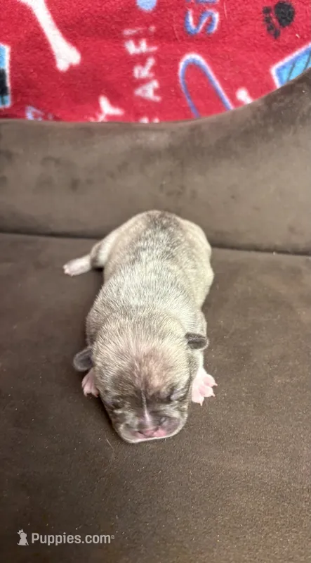 LARRY LILAC BRINDLE – French Bulldog puppy for sale in The Villages, FL