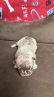 LARRY LILAC BRINDLE, a male French Bulldog for sale in The Villages, FL – 1 of 7