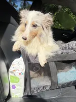 BAILEY $1500, a female Shetland Sheepdog for sale in The Villages, FL – 3 of 6