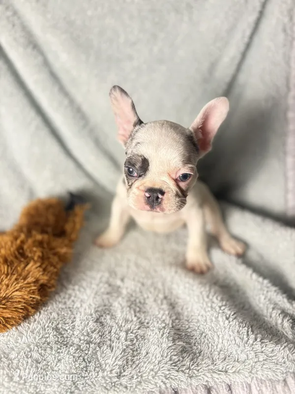 GHOST $1400 – French Bulldog puppy for sale in The Villages, FL