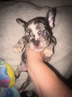 Harley $1600, a female French Bulldog for sale in The Villages, FL – 3 of 10