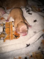 Brody golden boy, a male Shih Tzu and Miniature Dachshund for sale in The Villages, FL – 3 of 6