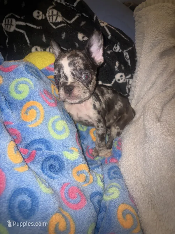 Harley $1600 – French Bulldog puppy for sale in The Villages, FL