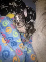 Harley $1600, a female French Bulldog for sale in The Villages, FL – 1 of 10