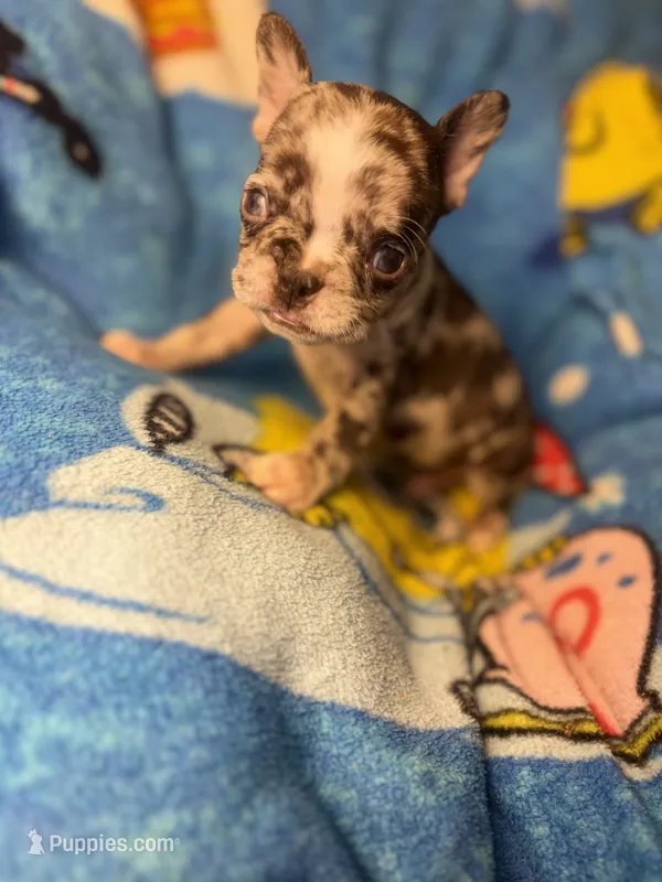 Harley the chocolate Merle – French Bulldog puppy for sale in The Villages, FL