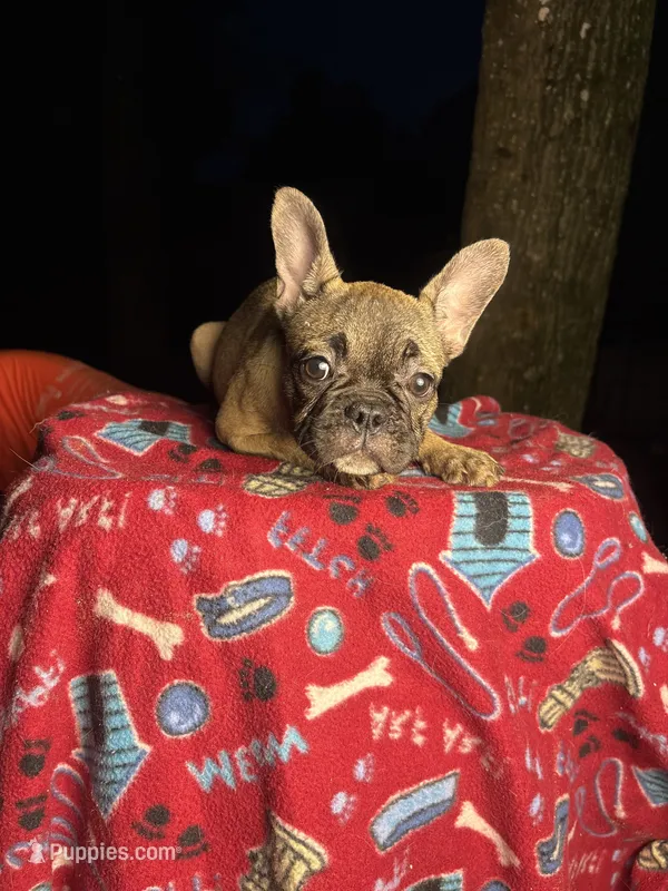 Fawn baby girl – French Bulldog puppy for sale in The Villages, FL