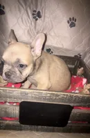 Sarah blue  fawn, a female French Bulldog for sale in Ocala, FL – 3 of 6