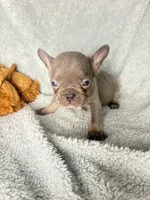 MAX  lilac tan $1800, a male French Bulldog for sale in The Villages, FL – 2 of 8