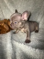 MAX  lilac tan $1800, a male French Bulldog for sale in The Villages, FL – 3 of 8