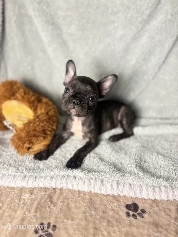 BRITNEY $1300 – French Bulldog puppy for sale in The Villages, FL