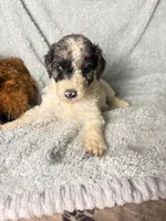 Jasmine Merle parti $1250, a female Poodle - Multi-Colored Standard and Pyredoodle for sale in The Villages, FL – 2 of 3