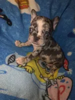 Harley Merle harlequin  chocolate , a female French Bulldog for sale in The Villages, FL – 4 of 9